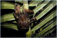 Пальмовый краб на ветке. Отель Mataking The Reef Dive Resort, остров Матакинг, штат Сабах, Малайзия
