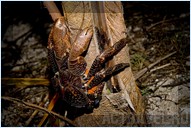 Пальмовый краб. Отель Mataking The Reef Dive Resort, остров Матакинг, штат Сабах, Малайзия