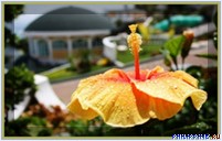 ����� Monaco Suites de Boracay, �. �������, ���������