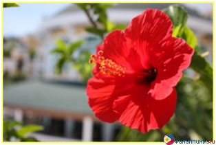 ����� Monaco Suites de Boracay, �. �������, ���������