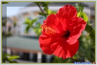 ����� Monaco Suites de Boracay, �. �������, ���������