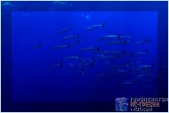 .  - Nukubati Private Island Great Sea Reef