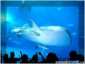 Аквариум на о. Окинава, Япония, Okinawa Churaumi Aquarium