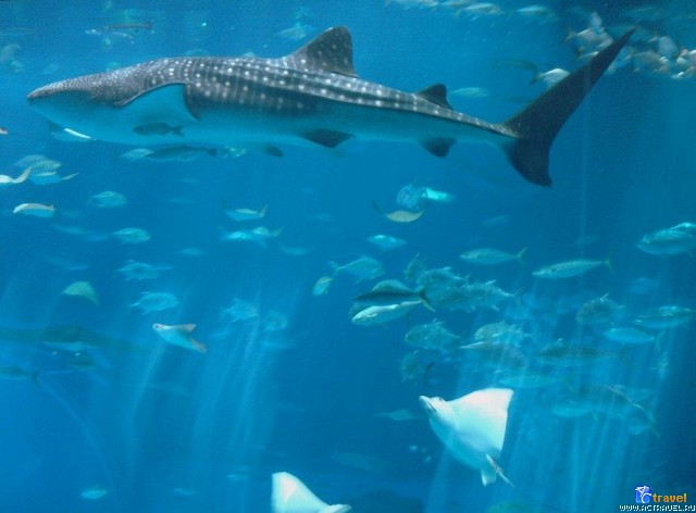   . , , Okinawa Churaumi Aquarium