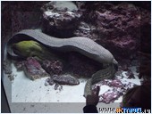Мурена. Аквариум на о. Окинава, Япония, Okinawa Churaumi Aquarium
