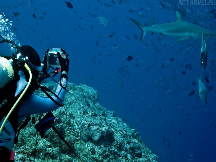 Погружение с акулами. Фото из поездки на Палау. Автор Наталья Бондаренко.