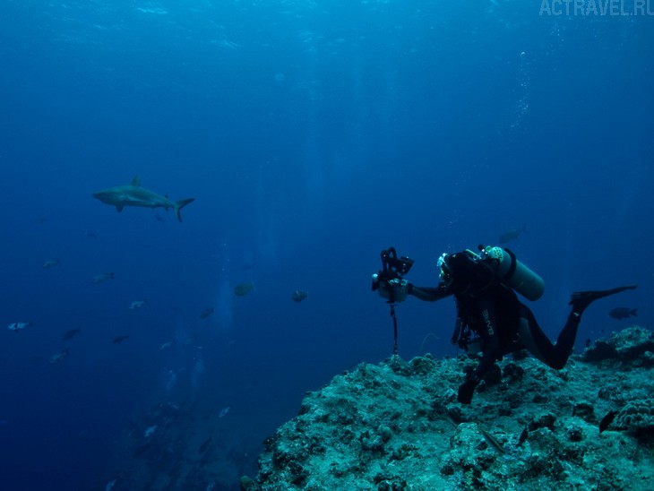 Погружение с акулами. Фото из поездки на Палау. Автор Наталья Бондаренко.