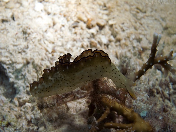Голожаберный моллюск. Фото из поездки на Палау. Автор Наталья Бондаренко.
