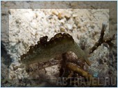 Голожаберный моллюск. Фото из поездки на Палау. Автор Наталья Бондаренко.