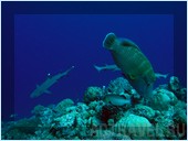 Наполеон, белоперые рифовые акулы. Фото из поездки на Палау. Автор Наталья Бондаренко.