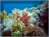 Мягкие кораллы. Фото из поездки на Палау. Автор Наталья Бондаренко.