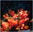 Сейшелы. Подводный мир. Красный коралл и гигантская раковина тридакна