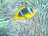 Рыба Клоун, Красное море, Южный Синай
