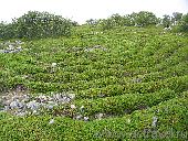 Лабиринт на Большом Заяцком острове. Стенки лабиринта, сложенные из камня, затянулись тундровой растительностью.