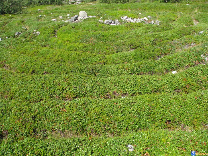 .   . .       .       .