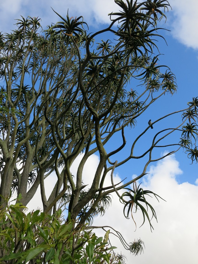 Алоэ в Ботаническом саду. Фото из путешествия по югу Африки
