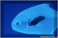 ����-������ �� ���� MV Sun Dancer II, �����