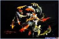 ����� Two Seasons Boracay, ������ �������, ���������