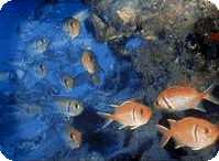 Подводный мир острова Кайо Санта Мария