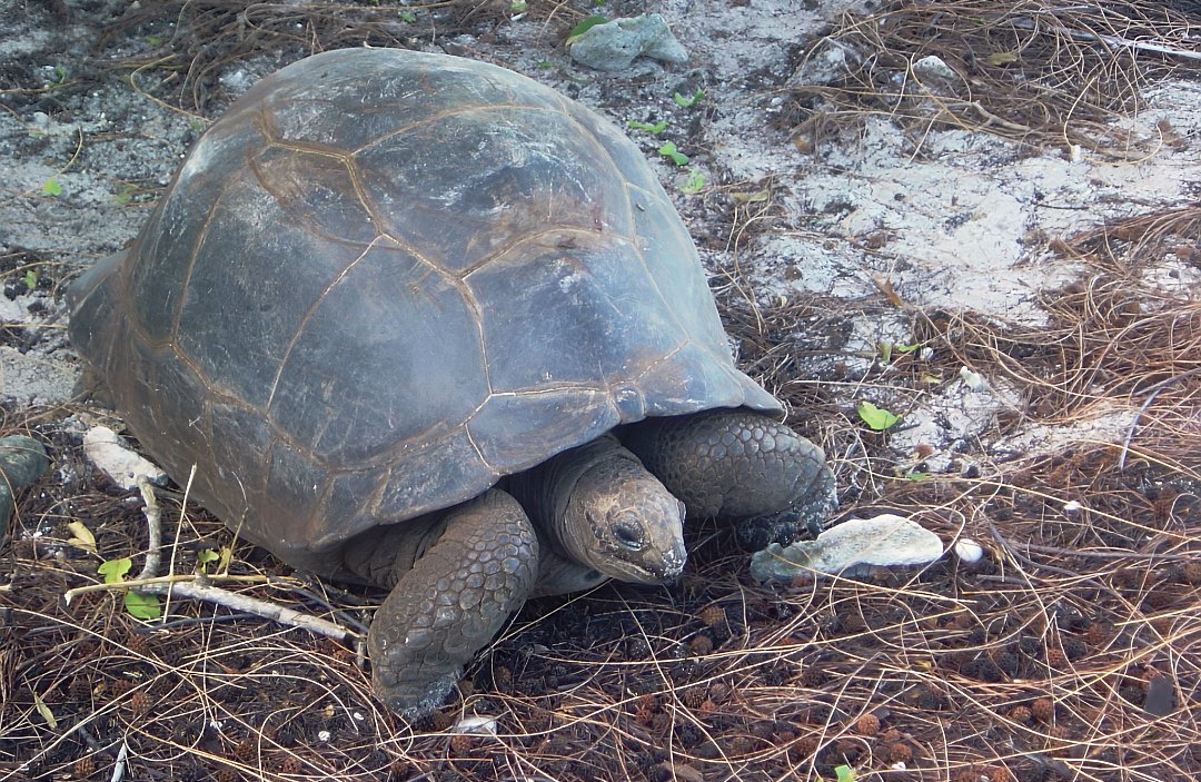 Гигантская сейшельская черепаха, эндемик атолла Альдабра