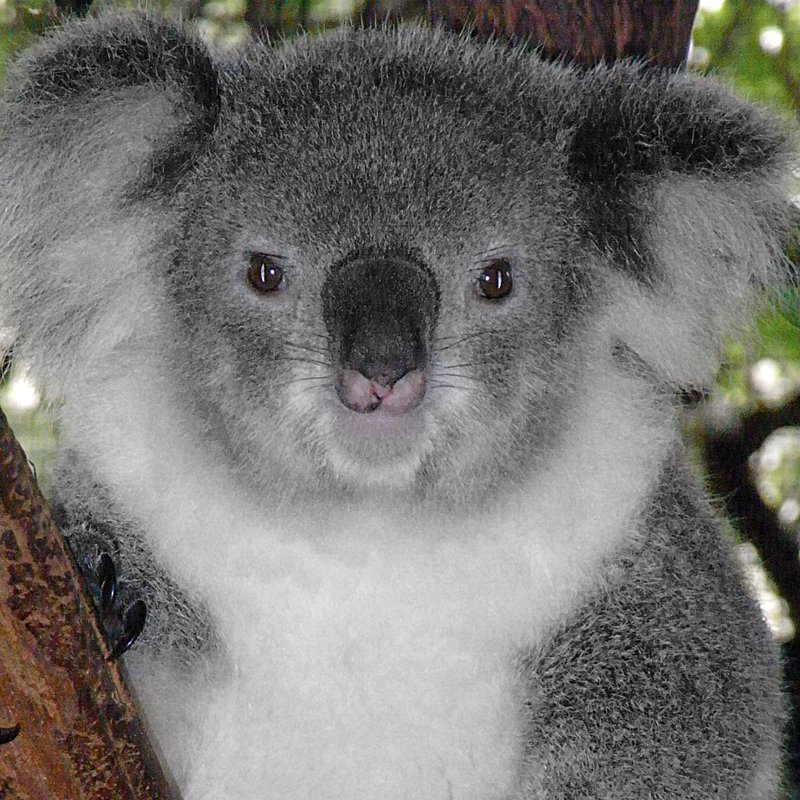 Австралийский коала