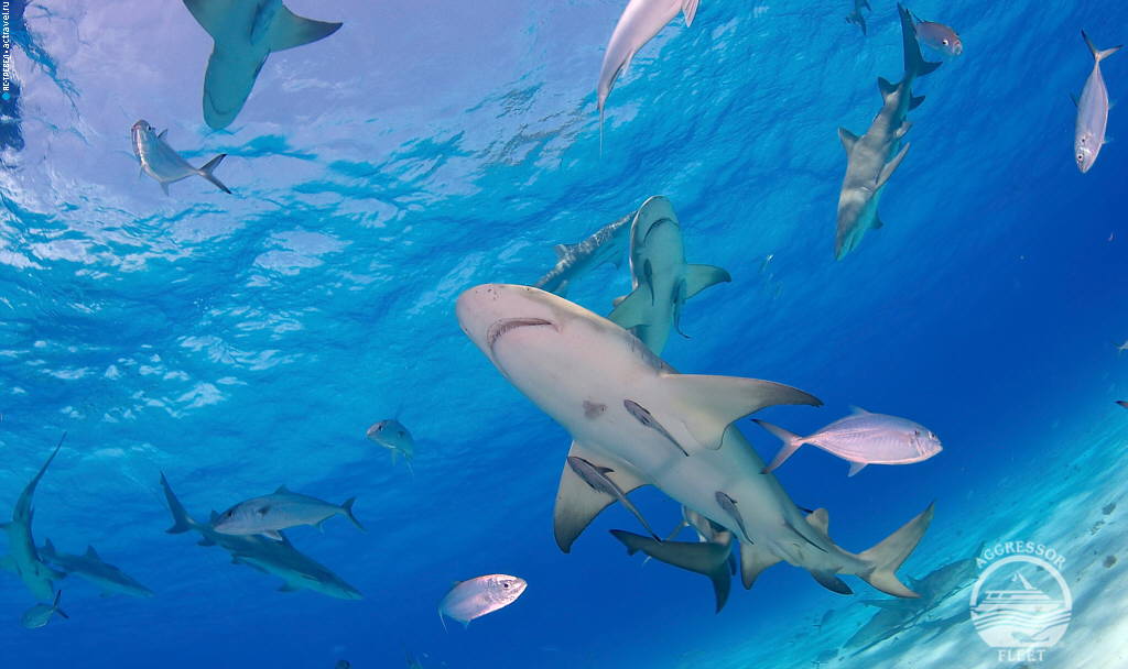 Погружения с акулами в водах Багамского архипелага