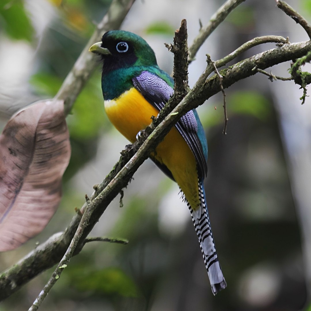 Наблюдение за птицами. Панама