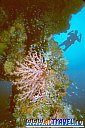 Рэк-дайвинг в лагуне Трук (Чуук). Мягкий коралл на мачте корабля Хоки Мару