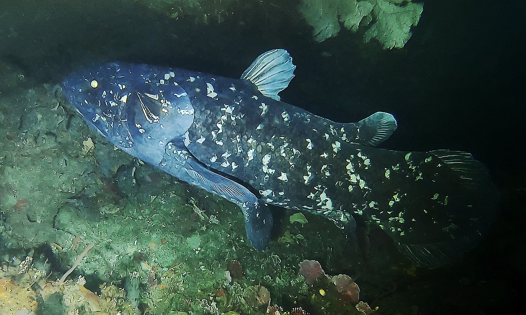 Целакант (латимерия)