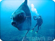 Дайвинг с луной-рыбой