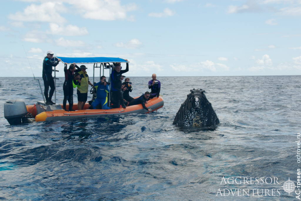 Наблюдение за горбатыми китами в Доминикане