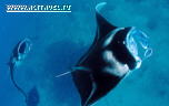 Fiji Aggressor