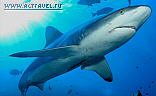 Fiji Aggressor