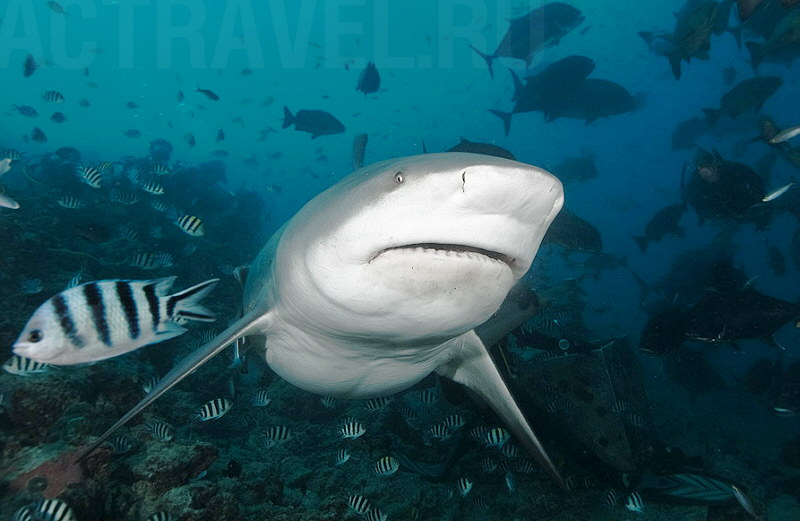 Погружение в лагуне Бека, бычья (тупорылая) акула
