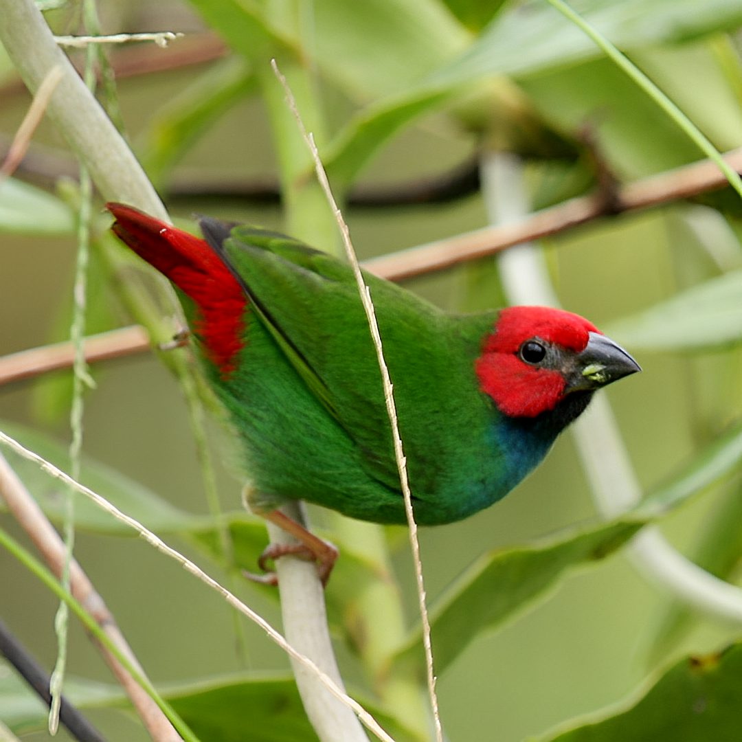 Птица на острове Вануа-Леву