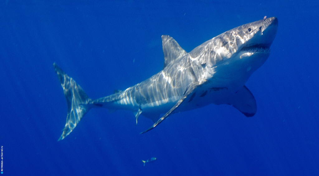 Погружение у Гуадалупе. Большая белая акула
