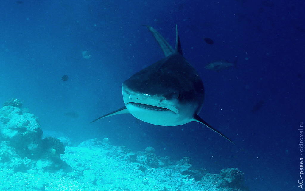Погружения на Мальдивах с акулой