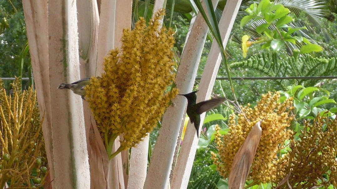 Колибри на Сент-Люсии