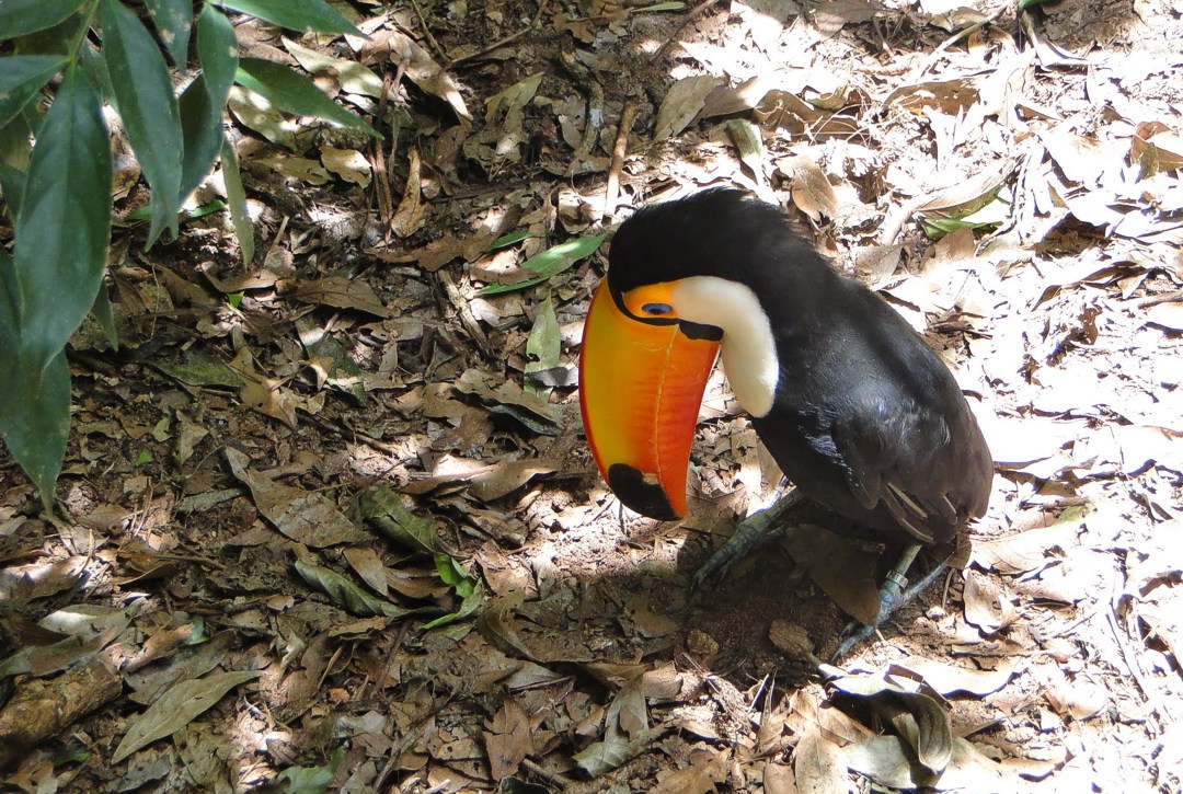 Парк птиц Игуасу, тукан
