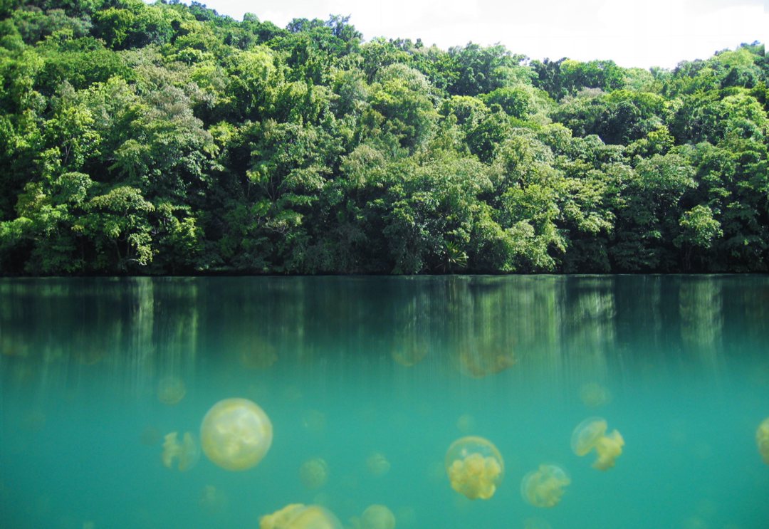 Озеро Медуз на Палау