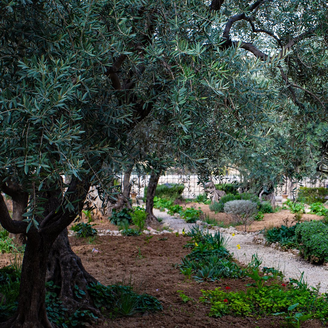 Гефсиманский сад Иерусалима