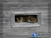 Карельский котик. Путешествие по Карелии.