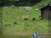 Большая Сельга. Путешествие по Карелии.