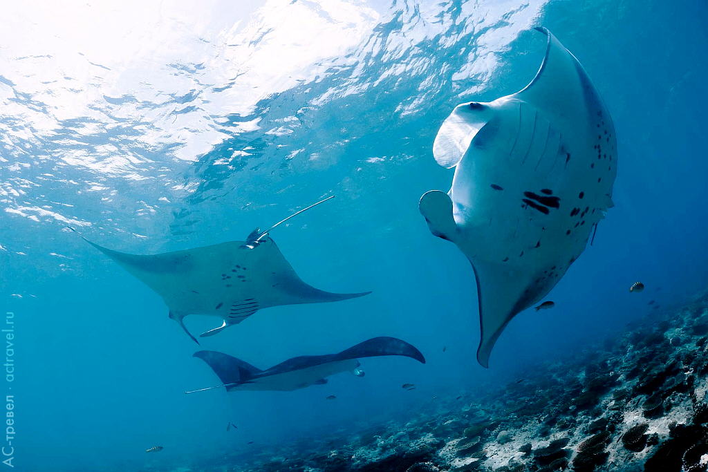 Погружение с мантами