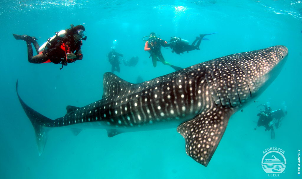 Китовая акула. Погружение в водах Мальдивских островов