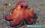 North Sulawesi Aggressor