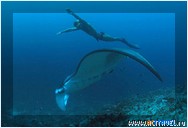 ����-������ �� ���������, ����-��� Ocean Dancer