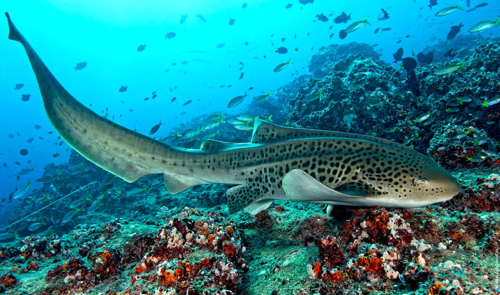 Погружение в Омане. Акула