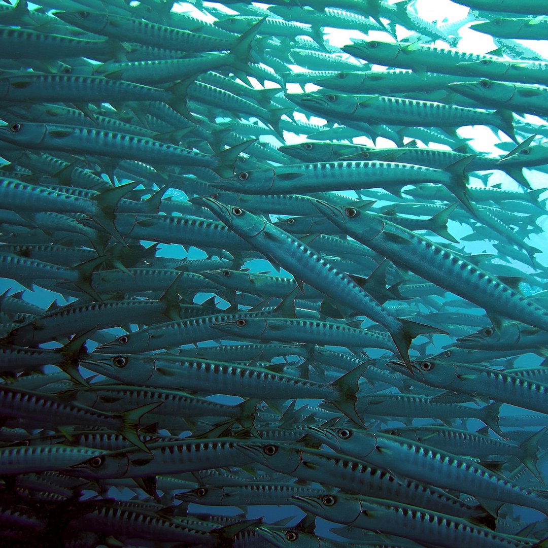 Подводный мир Палау, барракуды