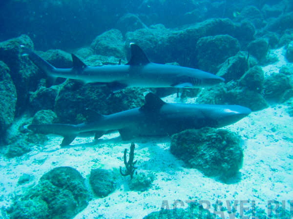 Дайвинг в Панаме, о. Коиба, рифовые акулы
